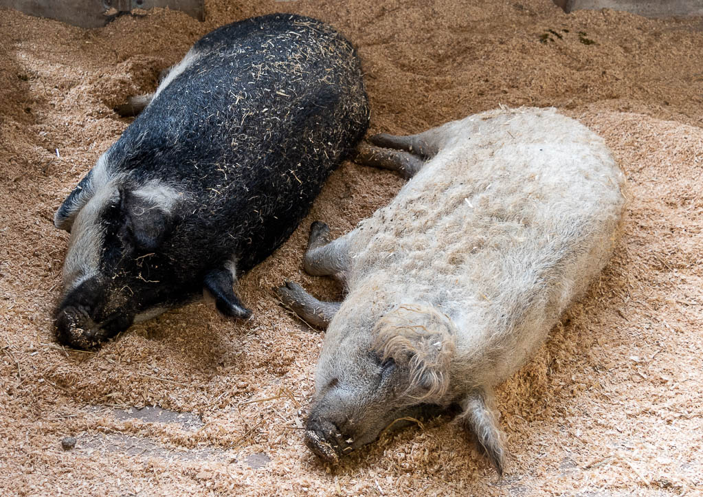 En svart och en vit gris som ligger och sover på en bädd av spån.
